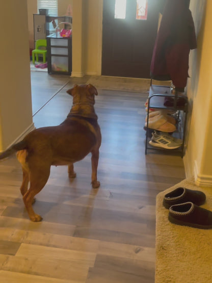 WoofController Max – De Ultieme Hondentrainer